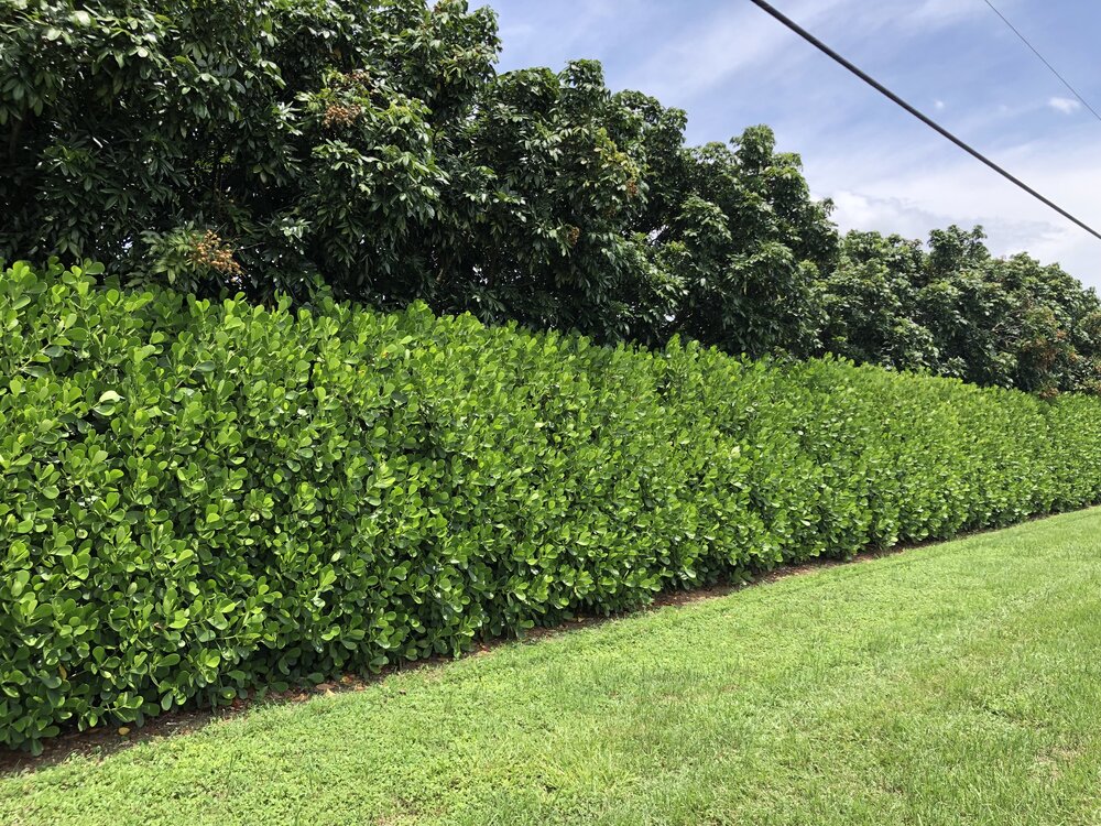 Why the Clusia plants is quickly becoming the most popular hedge plant   Plant It Tampa Bay