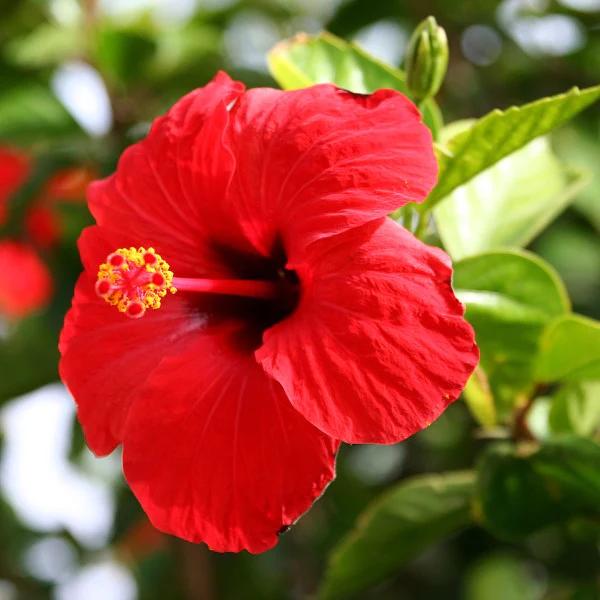 Landscaping Plants