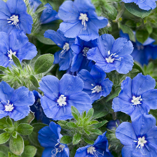 All Plants & Flowers