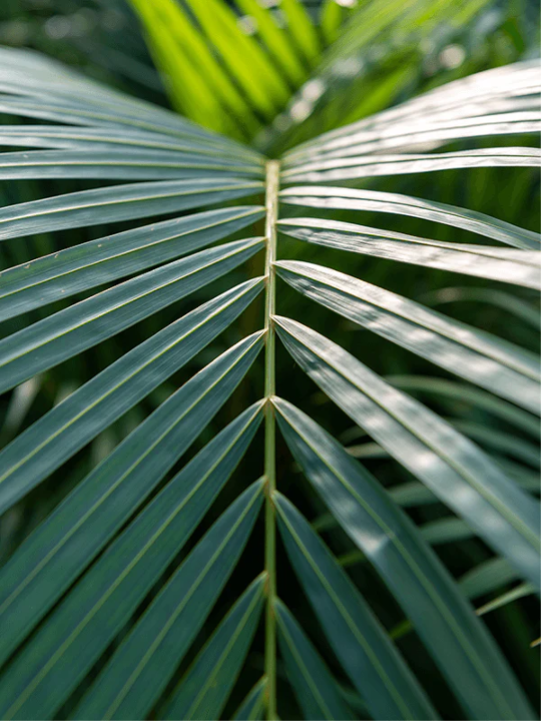 Palms