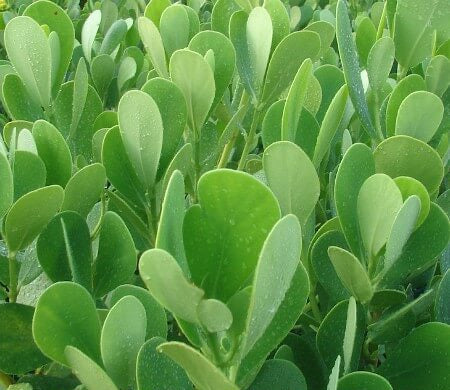 Best FLA Hedge Plant