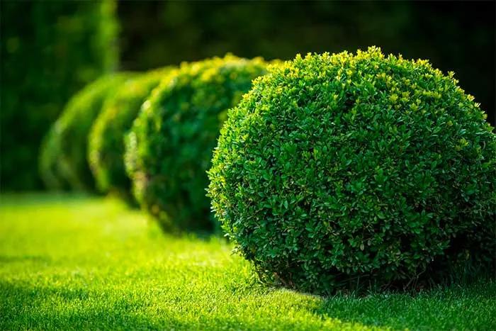 Evergreens