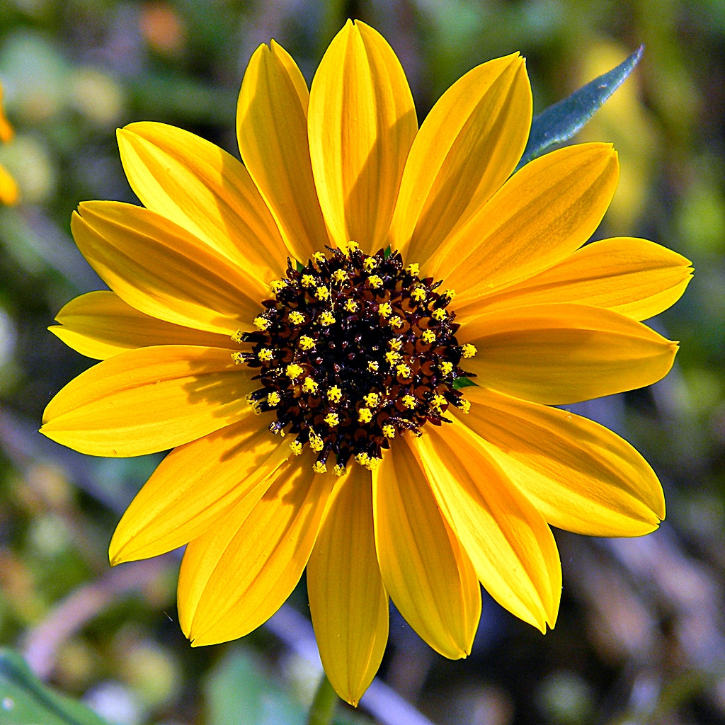 Native flower plants
