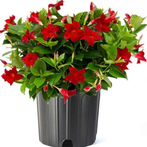 Dipladenia poisonous hot sale to dogs