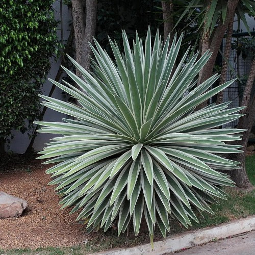 Agave Caribbean – Plant It Tampa Bay