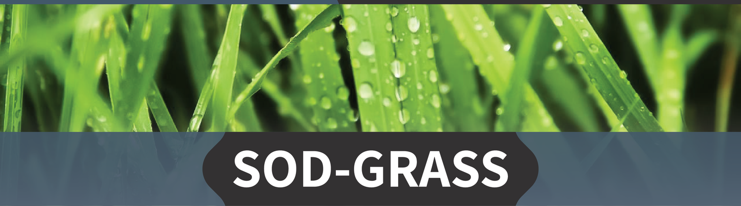Plant It Tampa Bay – We are the premier providers residential & commercial landscaping in the Tampa Bay Area.  On-line Plant Nursery, Flowers, Trees, Palms, Lawn Services, Yard Cleanup, Artificial Turf, Pavers, fencing & Landscaping.