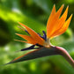 Bird of Paradise - Plant It Tampa Bay