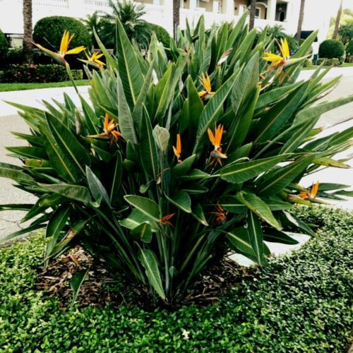 Bird of Paradise Orange – Plant It Tampa Bay