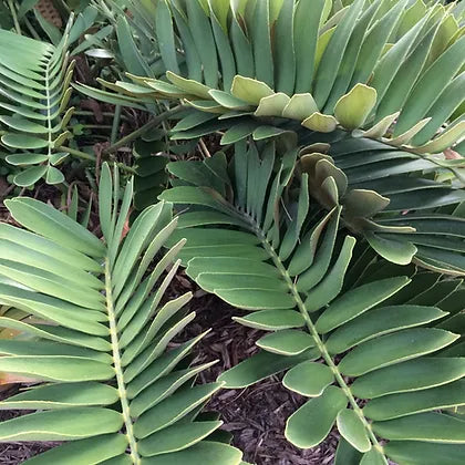 The Cardboard Palm is not just beautiful but also hardy. It's highly resistant to pests and diseases and can tolerate a range of soil conditions, making it a low-maintenance choice for both novice and experienced gardeners.