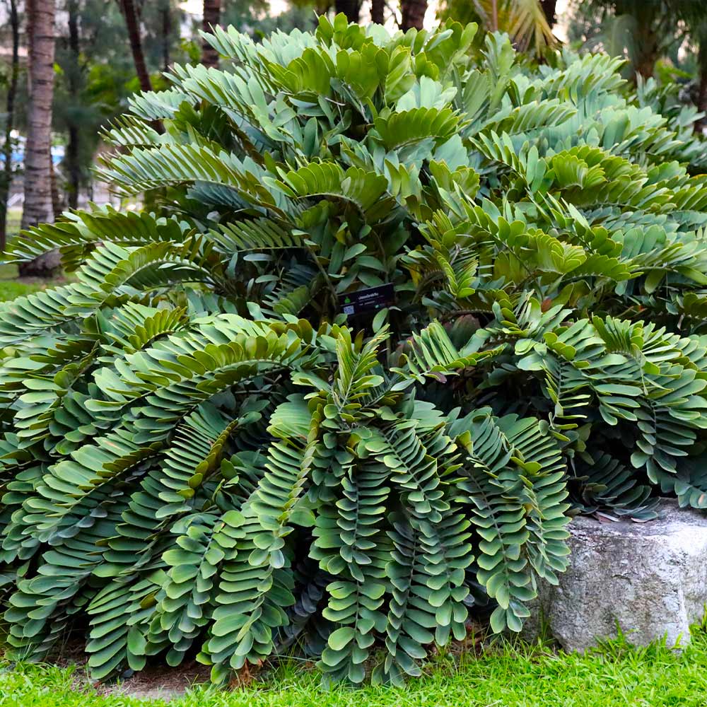 Cardboard Palm
