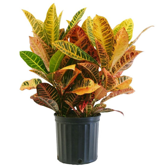 Plant It Tampa Bay – One source Landscaping company, Trees, palms, Pavers, Artificial Turf Grass, rocks & sod. From simple lawn services and yard cleanup, too landscaping for residential / commercial projects. We are of the premier providers of landscapin