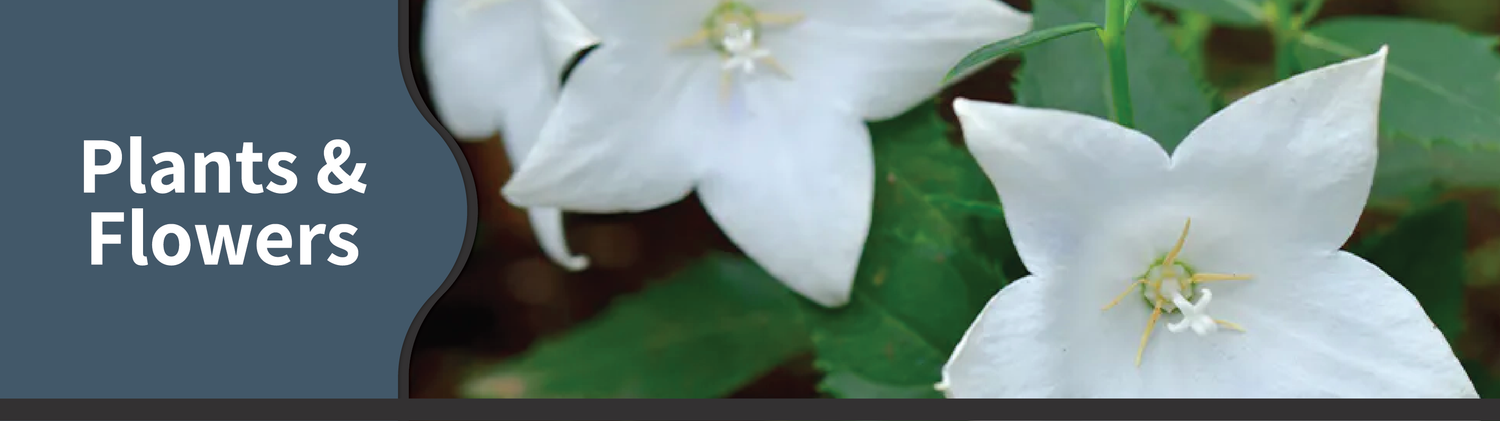 Plant It Tampa Bay – We are the premier providers residential & commercial landscaping in the Tampa Bay Area.  On-line Plant Nursery, Flowers, Trees, Palms, Lawn Services, Yard Cleanup, Artificial Turf, Pavers, fencing & Landscaping.