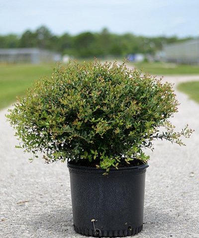 Ilex Schilling (Dwf Yaupon Holly)