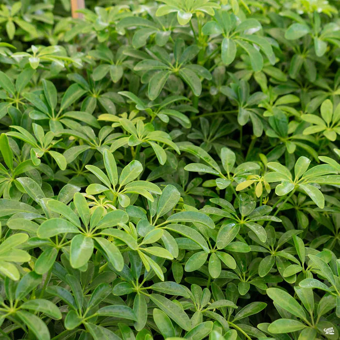 how to care for a schefflera arboricola Schefflera arboricola