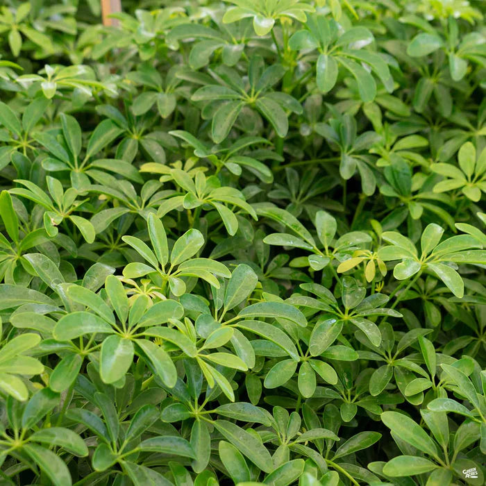 Image of a lush, green Schefflera Arboricola, a popular plant known for its glossy, umbrella-like leaves. Perfect for adding a tropical touch to your indoor or outdoor space. Learn how to care for this easy-to-grow plant. Enhance your home or office with the beauty of Schefflera Arboricola.