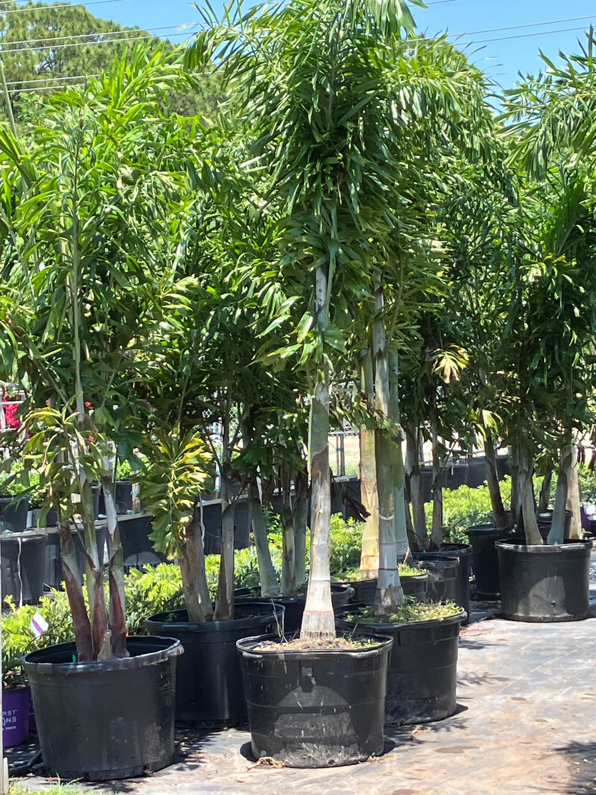 How to choose the correct size Foxtail palm, height, width, and number of trunks are important to your landscaping project