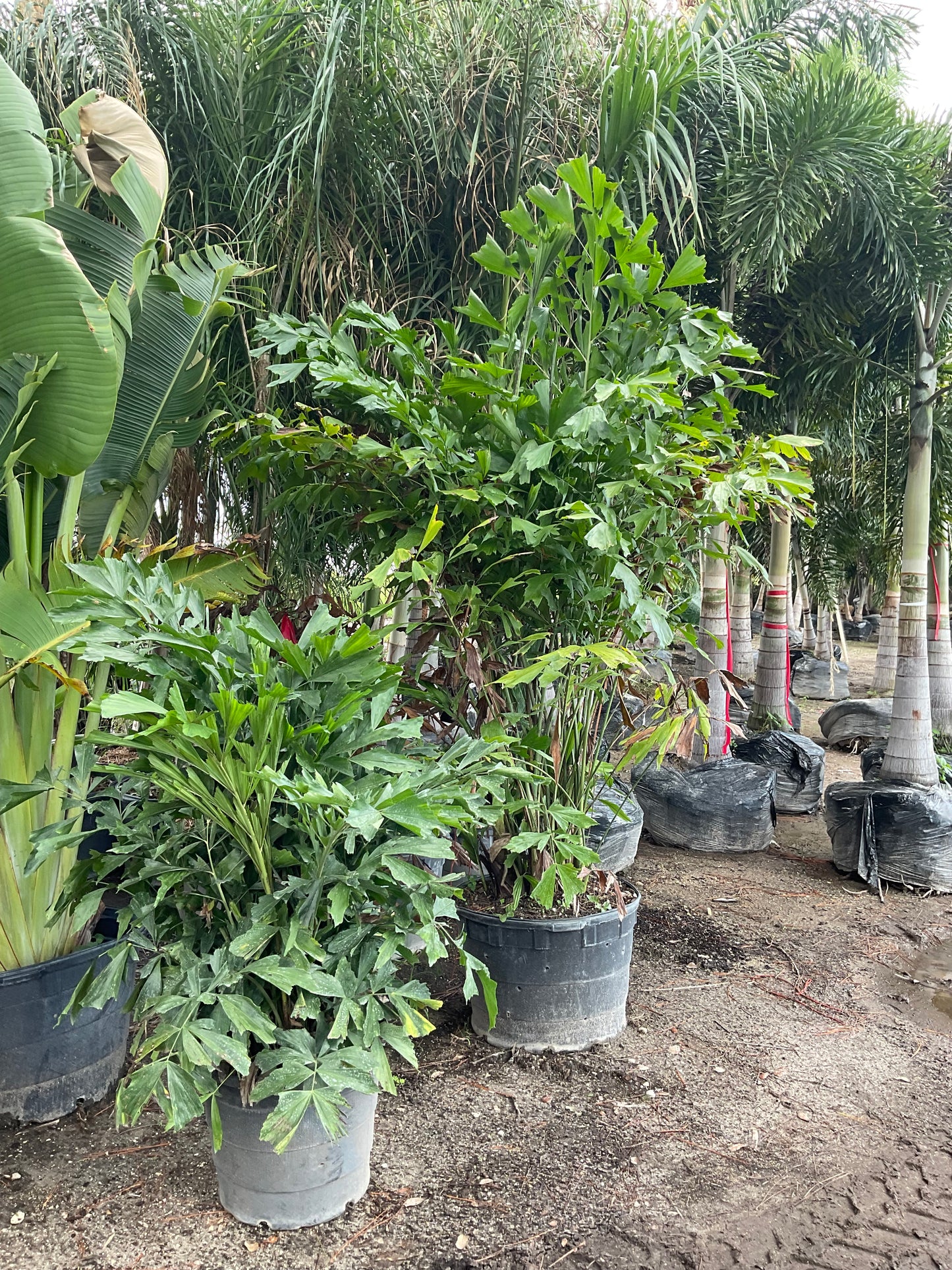 How tall is B7B, 15 Gallon and 30 gallon Fishtail Palm Tree, height, width, and number of trunks are important to your landscaping project