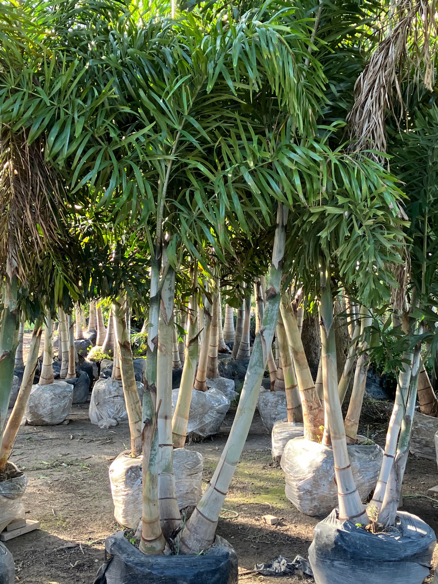 Adonidia Palm Tree - (Christmas Palm)