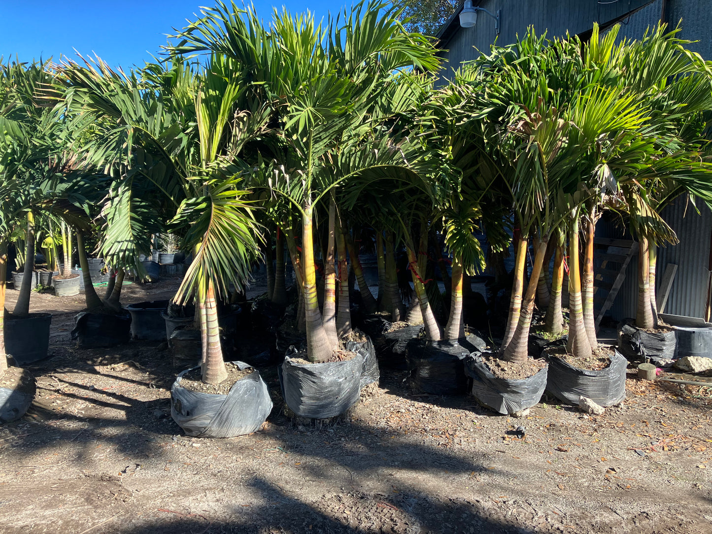 Adonidia Palm Tree - (Christmas Palm)