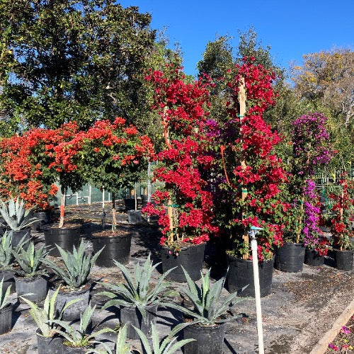 Bougainvillea - Trellis