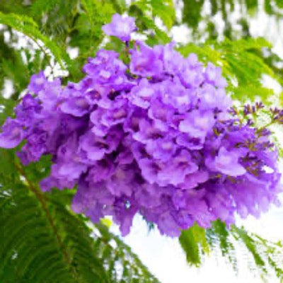 Jacaranda Tree