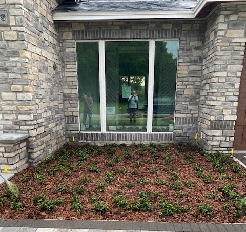 Plant It Tampa Bay – We are the premier providers residential & commercial landscaping in the Tampa Bay Area. On-line Plant Nursery, Flowers, Trees, Palms, Lawn Services, Yard Cleanup, Artificial Turf, Pavers, fencing & Landscaping.