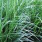 Mondo Grass - Plant It Tampa Bay