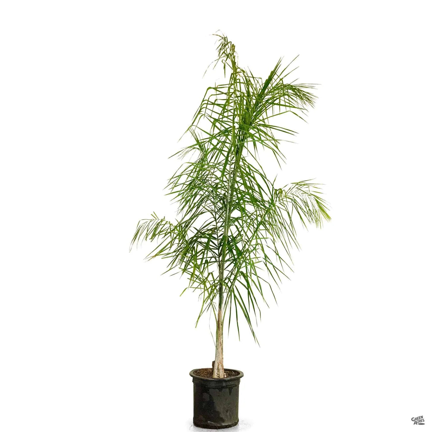 Queen Palm Tree