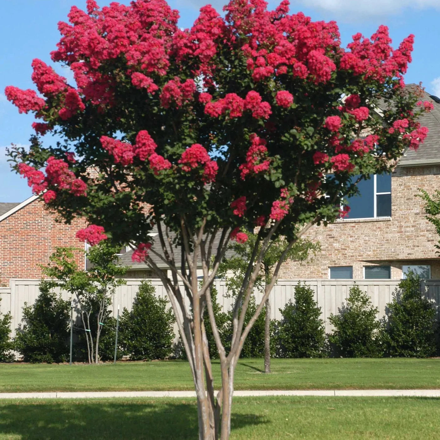 Red Crape Myrtle - Plant It Tampa Bay – We are the premier providers residential & commercial landscaping in the Tampa Bay Area. On-line Plant Nursery, Flowers, Trees, Palms, Lawn Services, Yard Cleanup, Artificial Turf, Pavers, fencing & Landscaping.