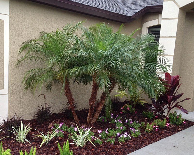 The Pygmy Date Palm, or Phoenix roebelenii, is a compact, elegant palm tree known for its feathery fronds and slender, textured trunk.