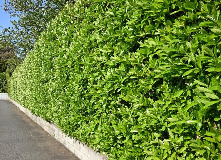 Best Time to Plant Viburnum in Florida: Expert Tips Revealed 2 Best Time to Plant Viburnum in Florida: Expert Tips Revealed