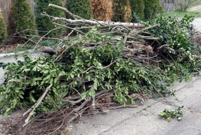 Plant It Tampa Bay - On-line Plant Nursery & Landscaping Company. Provider of Flowers, Trees, Palms, Lawn Services, Yard Cleanup, Artificial Turf, Pavers & Fencing in the Tampa Bay Florida Area.