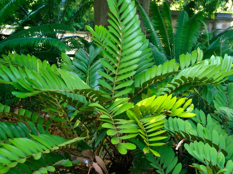 cardboard palm plant Cardboard Palm Tree