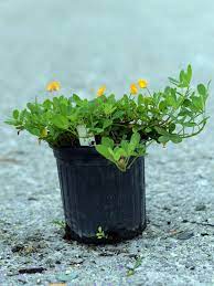 Perennial Peanut