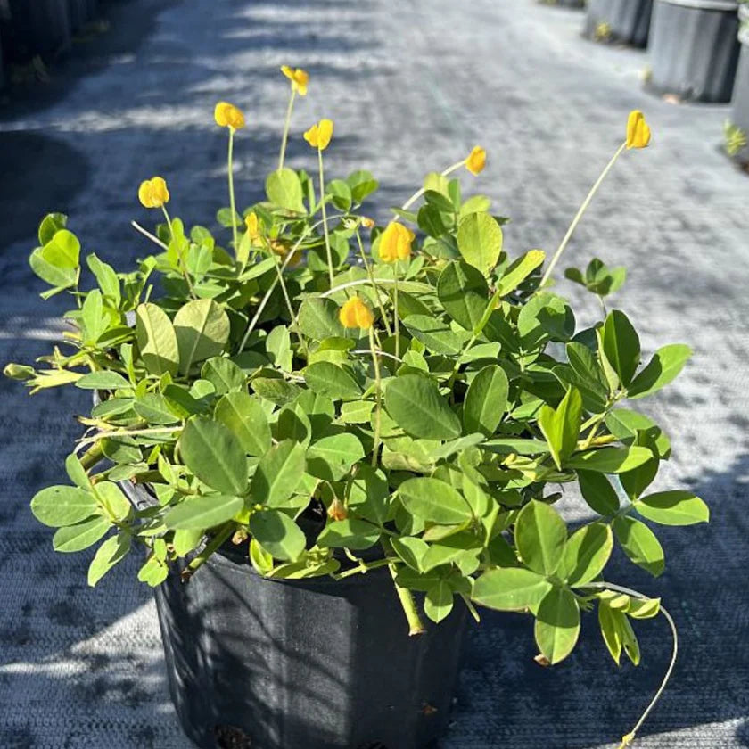 Perennial Peanut