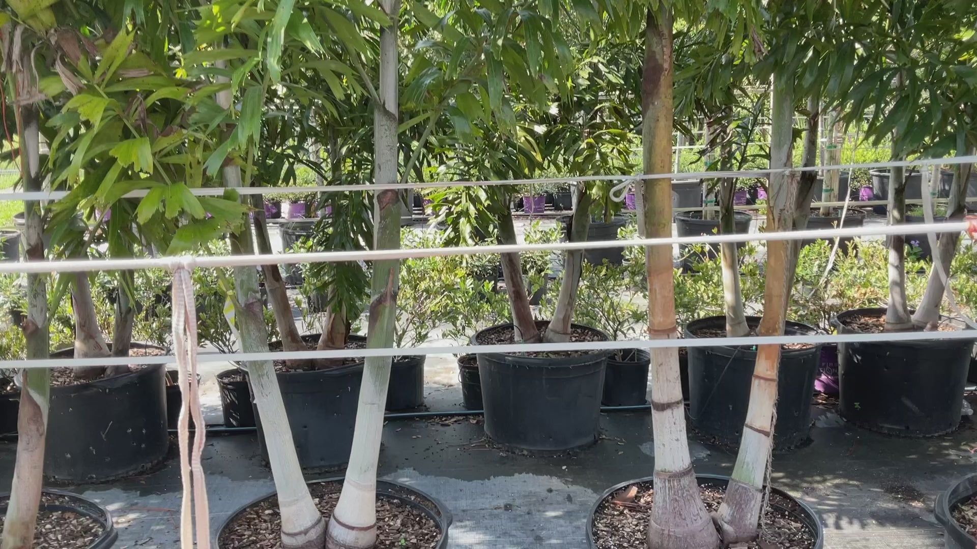 How to choose the correct size Foxtail palm, height, width, and number of trunks are important to your landscaping project