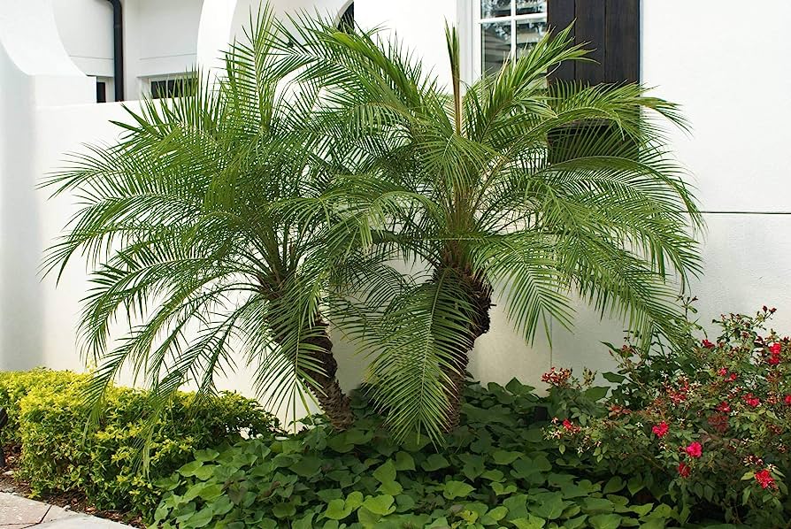 Roebelenii palm / Pygmy Date Palm