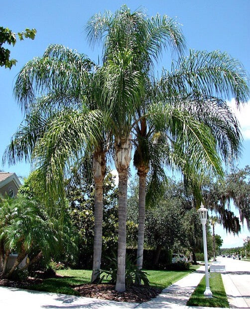 Queen Palm Tree