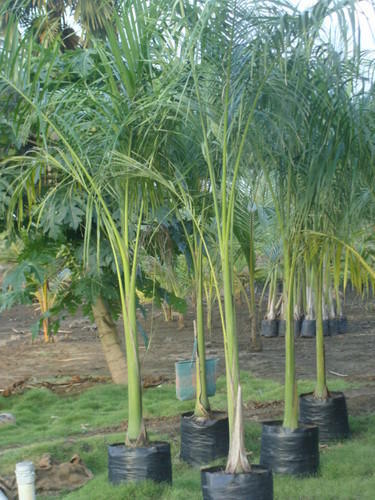 planting royal palm trees Royal Palm