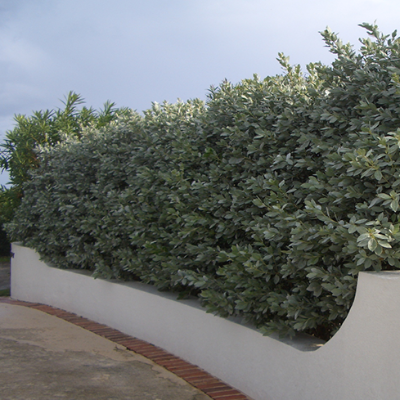 Buttonwood Silver