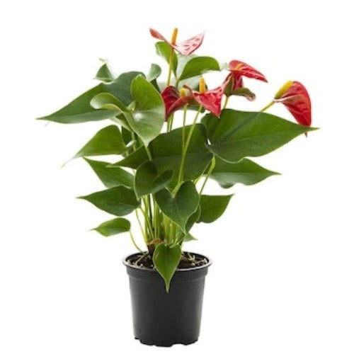 Anthurium Red Flowering - Plant It Tampa Bay