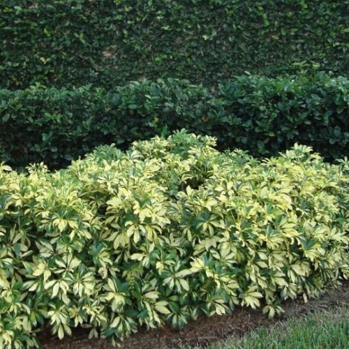 schefflera arboricola hedge Schefflera Arboricola