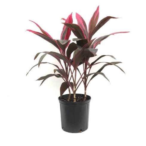 Hawaiian TI Plant - Plant It Tampa Bay