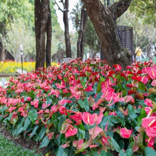 anthurium gardens florist miami fl Anthurium Red Flowering – Plant It Tampa Bay