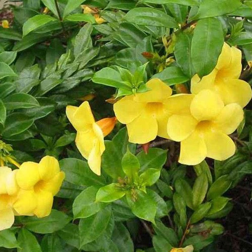 Allamanda Bush - Plant It Tampa Bay