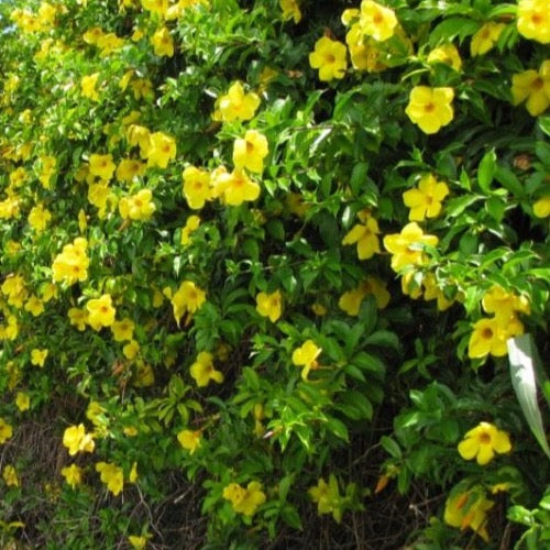 allamanda flower seeds Allamanda Bush 3 Gallon – Plant It Tampa Bay