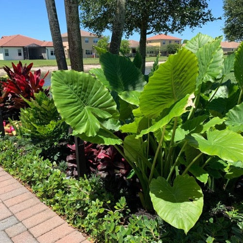 landscaping with elephant ears plant