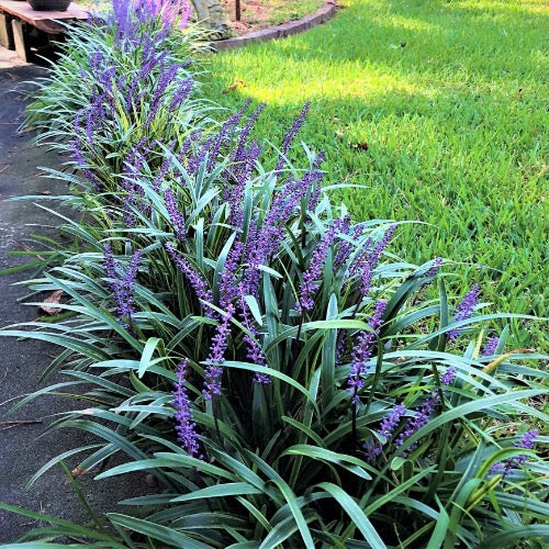 lily turf flower Liriope Super Blue