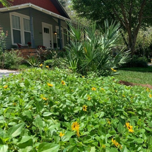 planting sunflower seeds in florida Beach Sunflower