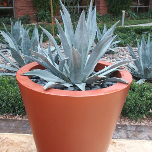 Agave Blue - Plant It Tampa Bay "Explore our stunning Agave plant images, showcasing the unique beauty of these drought-tolerant succulents. Perfect for large container